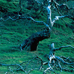 photo "Dead Wood"