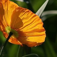 фото "Glowing in the evening sun"