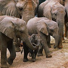 photo "Elephant family"