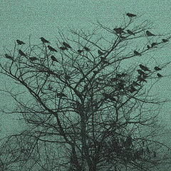 photo "Birds"