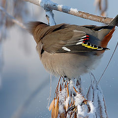 photo "Waxwing IV"