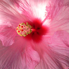 photo "a little shadow"