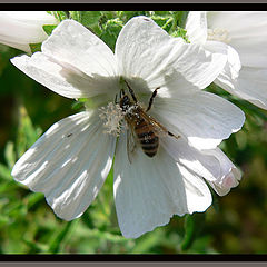 photo "Summerbee"