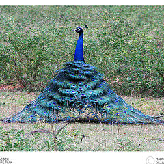 photo "Peacock"