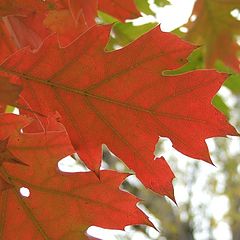 photo "red leaf"