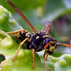 photo "Wasp"
