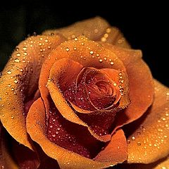 фото "Rose"