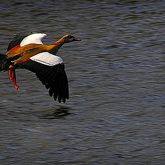 фото "flight over water"