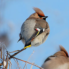 photo "Northern Punks"