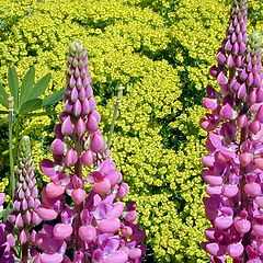 photo "Pink on yellow on green"