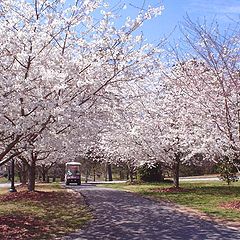 photo "Cherry trees again..."