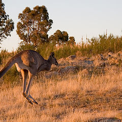 photo "Jumping away"