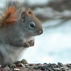 photo "Red Squirrel"