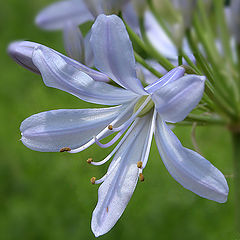 фото "Agapantha Blue"