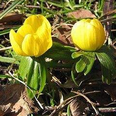 photo "Spring flower."