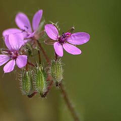 photo "fiori"