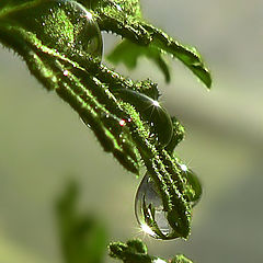 photo "Drops again"