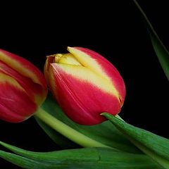 photo "Twin tulips"
