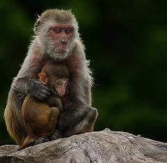 photo "Finding comfort in mothers arms !"