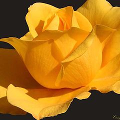 photo "' Yellow Rose of Texas "."