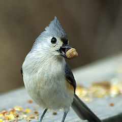 photo "Bon appetit!"