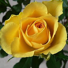 photo "Yellow rose"