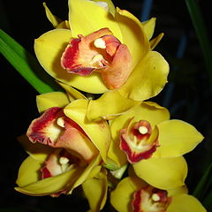 фото "yellow orchids"