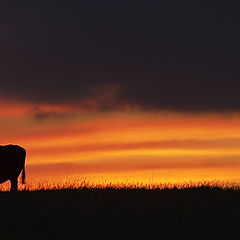 фото "last graze before sunset"