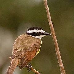 photo "Lesser Kiskadee"