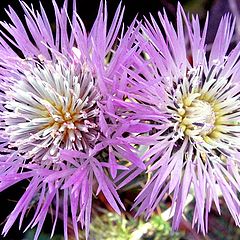 фото "Purple Flower"