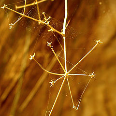 photo "Patterns of desert"