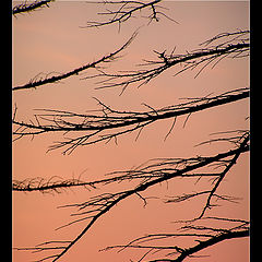 фото "Графика вечернего леса / Graphics of the Evening Forest"