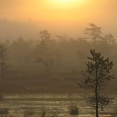 фото "By the autumn morning"