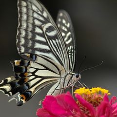 photo "Papilio 3"