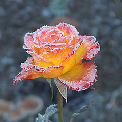 photo "The rose, first morning frost, garden of the Sergieva Lavra monastery"