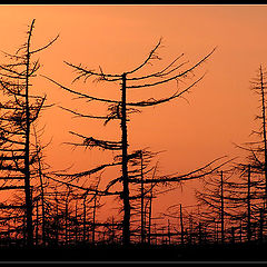 photo "Вечерние силуэты весны / Evening Silhouettes of the Spring"