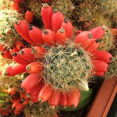 photo "Cactus flowers"