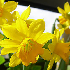 photo "Hyacinth"