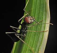 фото "муравей"