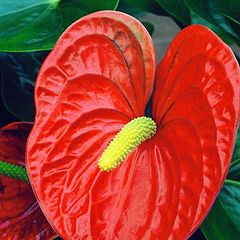 photo "" Anthurium " Red Queen ""