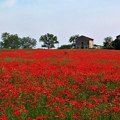 photo "Red landscape"