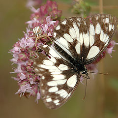 photo "Bon Appetit !"