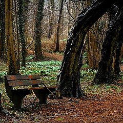 photo "Old trees"