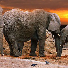 photo "Elephant family 2"