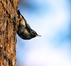 photo "Nuthatch ruffled"