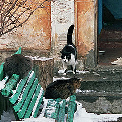 фото "Киевские дворики и киевские котики(2)"