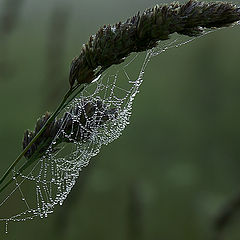 photo "Morning dew"