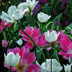 photo "Tulips"