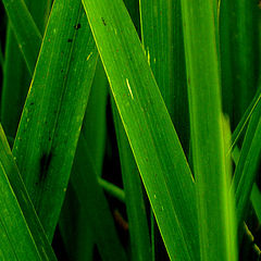 photo "Green"