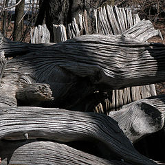 photo "stump fence - detail"